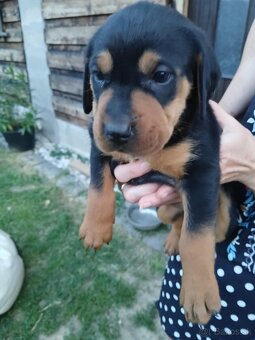 Darujeme šteniatka - 3