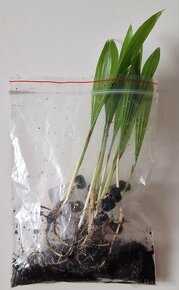 Sadenice mrazuvzdornej palmy Trachycarpus fortunei - 3