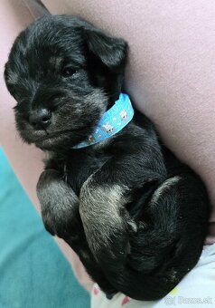 Malý čiernostrieborný bradáč s PP - 3