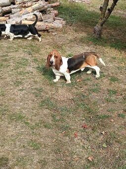 BASET - BASSET. - 3