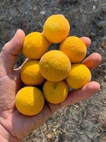 Citrónovníkovec trojlistý - vonku rastúci citrus do -27℃ - 3