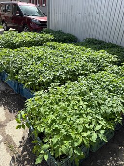 Planty - 3