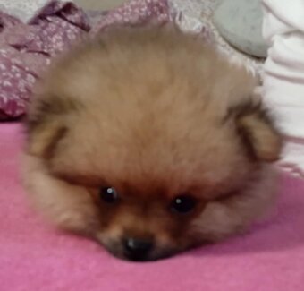 Prodám štěňata pomeranianu - 3