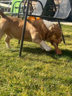 American bully pocket top pedigree - 3