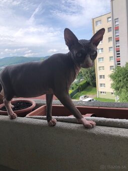 Predám Sphynx - 3