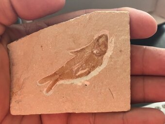 Fosília, skamenelina, rybka - inzerát č.1 Libanon REZERVE - 3