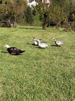 Kačka pižmová - 3