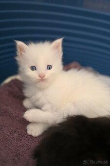 Mainská mývalia - maine coon - MCO - modrooka mačička - 3