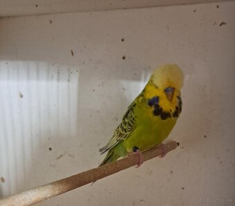 Výstavné andulky - 3