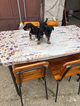 Darujem steniatka. - 3