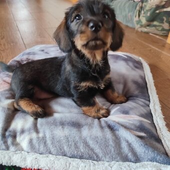 Jazvečík hrubosrstý - 3