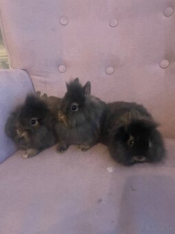 Zakrslý králik s Teddy génom - 3