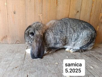 Francúzsky baran - 3