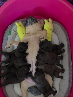 Francúzsky buldoček - 3