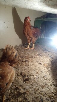 Predám , vymením kohúta 🐓 - 3