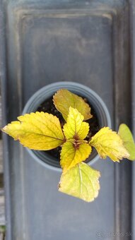 Coleus - 3
