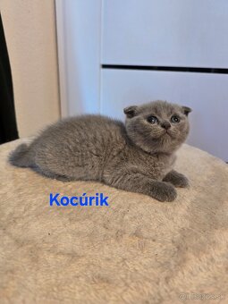 Škótske mačiatka - 3