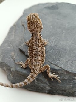Agama bradatá - predám mláďatá - 3