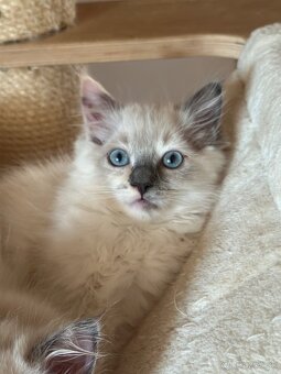 Ragdoll mačiatka - 3