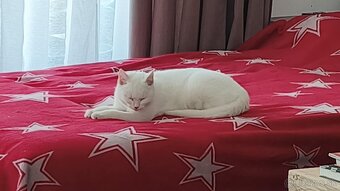 Darujem mačičku - 3