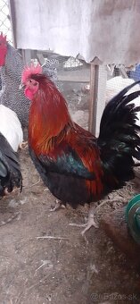 Kohúti maranské medenokrké - 3