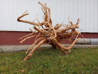 predam koren/samorast do akvaria - 3