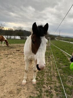 Hodný pony pro děti - 3