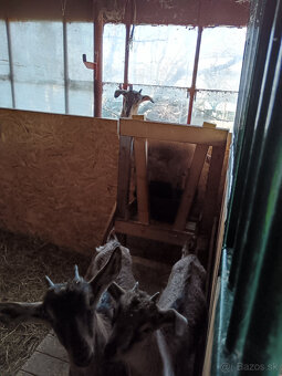 Predám kozliatka - 3