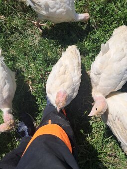 Predam Moriaky  BIG 6 - 3