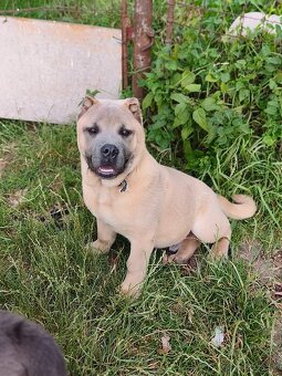 Kríženec American bully - 3