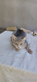 Darujem milé a hravé mačiatka... - 3
