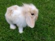 Zdrobnelý králik - baranček, levík, teddy - 3