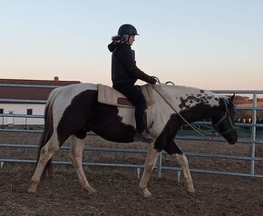 luxusní PAINT HORSE PLEMENÍK, DOUBLE HOMOZYGOT, import - 3