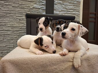 Jack russel terier - 3