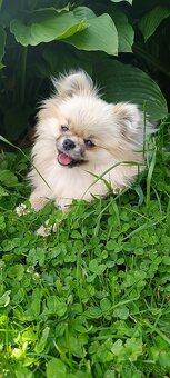 Pomeranian - 3