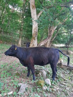Jalovice Aberdeen angus - 3