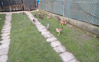 Predám vlaška porcelanova - 3