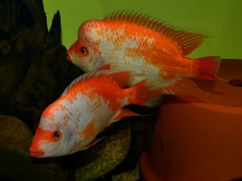 Americké cichlidy dovoz 9.11 RK-BB - 3