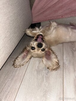Americký kokerspaniel / kokeršpaniel / koker / kokršpaniel - 3