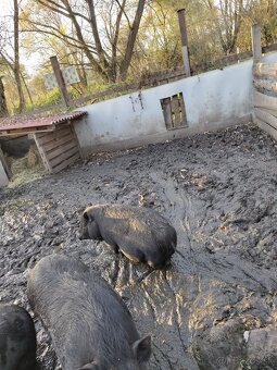 Predám vietnamskú sviňu - 3