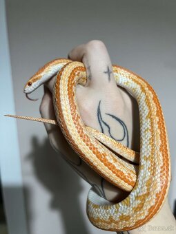 Užovka červena - 1.1 chovny pár 2023 Aj VYMENA - 3