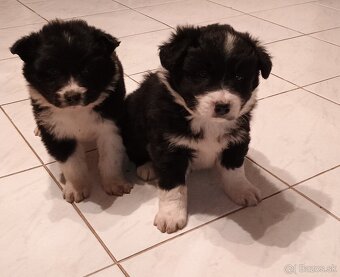 Border Collia steniatka - 3