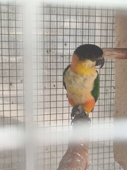 Amazónik čiernotemenný - mladý samec r. 2025 - 3