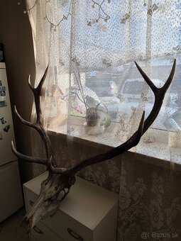 (Cervus elaphus) jelen lesný - 3