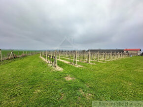 Krásny vinohrad na veľkom pozemku vo vinohradníckej obla - 3