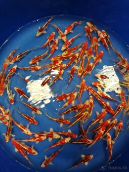 Koi kapre - 3