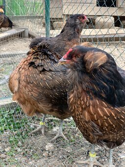 Araucana kuriatka - 3