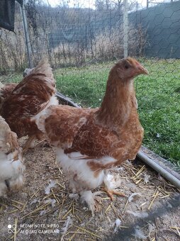 Brahmanka araucana - 3