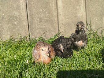 Araucana 7 týždňové mládky - 3