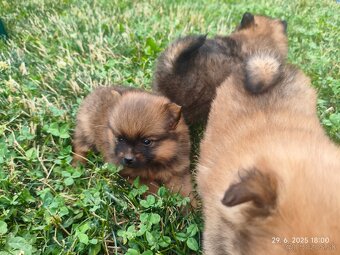 Pomeranian špic oranžovy šteňatá k odberu ihneď. - 3